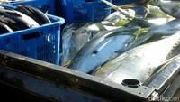 Menurut Kepala Unit Perum Perindo Sulawesi Utara, Indar Wijaya, rata-rata tangkapan nelayan di Sangihe itu paling kecil 30 kg sampai terbesar 60 kg. Pool/Perum Perindo.