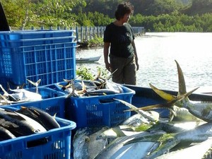Ongkos Angkut Ikan dari Merauke Rp 4.300/Kg, dari China Rp 1.200/Kg