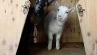 Selain kucing, ada juga kafe kambing yang unik di Sakuragoaka Cafe, Jepang. Chocolat dan Sakura jadi kambing yang sangat atraktif di kafe mungil ini. Selain bisa menikmati makanan enak untuk Anda, kafe ini juga menyediakan makanan yang bisa diberikan untuk para kambing di sini.