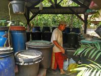Serunya Warga Kebon Kosong Panen Sayur di Tengah Kota Jakarta