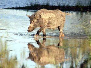 Makan Daging Babi Liar, Para Tamu Pesta Terinfeksi Cacing Parasit