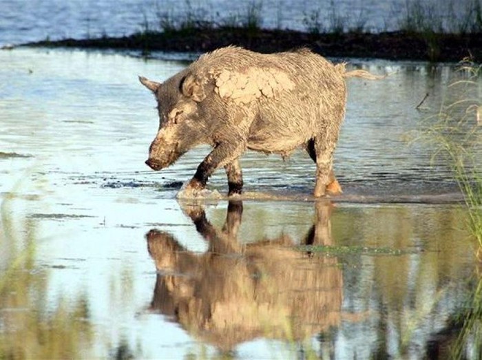 Daging hewan liar rentan jadi sumber penyakit bila tidak disiapkan dengan baik. (Foto: ABC Australia) Daging hewan liar rentan jadi sumber penyakit bila tidak disiapkan dengan baik. (Foto: ABC Australia)