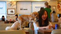 Bau House Cafe menjadi salah satu kafe di Korea Selatan yang memudahkan Anda berinteraksi dengan anjing. Para pelanggan bisa bermain secara langsung dengan para anjing lucu di sini. Tak menyajikan makanan, kafe anjing lebih hanya menyajian kopi dan bir.