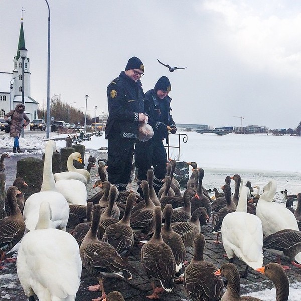 Kembali bicara soal polisi, mereka sangat ramah kepada turis. Khususnya bagi di Kota Reykjavik, polisi di sana justru malah bertingkah jenaka. Itu bisa traveler lihat dalam akun resmi Instagram kepolisian Reykjavik yang bernama @logreglan dan punya followers 130 ribu lebih. Dalam bahasa setempat, logreglan artinya adalah polisi (Dok. logreglan/Instagram) Kembali bicara soal polisi, mereka sangat ramah kepada turis. Khususnya bagi di Kota Reykjavik, polisi di sana justru malah bertingkah jenaka. Itu bisa traveler lihat dalam akun resmi Instagram kepolisian Reykjavik yang bernama @logreglan dan punya followers 130 ribu lebih. Dalam bahasa setempat, logreglan artinya adalah polisi (Dok. logreglan/Instagram)