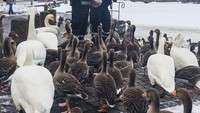 Kembali bicara soal polisi, mereka sangat ramah kepada turis. Khususnya bagi di Kota Reykjavik, polisi di sana justru malah bertingkah jenaka. Itu bisa traveler lihat dalam akun resmi Instagram kepolisian Reykjavik yang bernama @logreglan dan punya followers 130 ribu lebih. Dalam bahasa setempat, logreglan artinya adalah polisi (Dok. logreglan/Instagram)