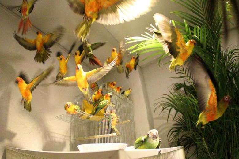 Sambil Ngopi Dan Makan Bisa Bermain Dengan Hewan Lucu Di 10 Kafe