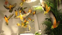 Kafe yang dipenuhi dengan burung-burung cantik ini memiliki nama Bird Cafe. Di area kafe ini ada sebuah rumah yang berisi lebih dari 60 ekor burung. Jenisnya beragam mulai dari burung beo, burung hantu hingga elang. Kalau ingin berinteraksi dengan para burung, pengunjung perlu mengenakan baju khusus untuk melindungi pakaian Anda.