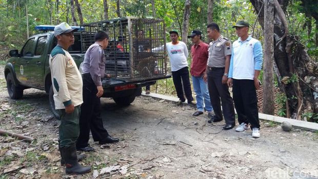 Aksi-aksi Kawanan Monyet Serang Manusia, Gigit Bocah hingga Pemotor