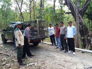 Tekan Populasi, KLHK Pertimbangkan Kebiri Kera Liar di Boyolali