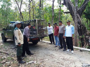 WWF: Tembak Mati dan Kebiri Monyet di Boyolali Opsi Terakhir