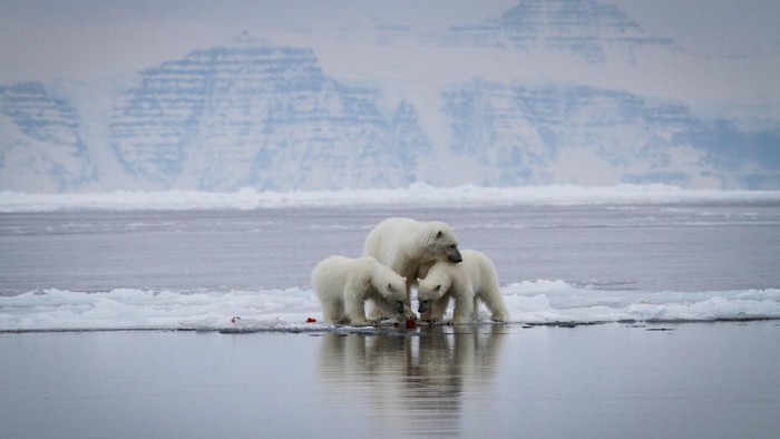 Greenland dan Arktik secara luas sedang berada di titik kritis akibat pemanasan global. Foto: (greenland.com) Greenland dan Arktik secara luas sedang berada di titik kritis akibat pemanasan global. Foto: (greenland.com)