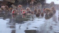 Para turis bisa berendam dengan para monyet. Tapi ingat jangan menyentuh dan memberi si monyet makanan ya! (Thinkstock)