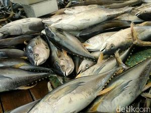 Ikan-ikan Ini Bisa Mengandung Merkuri Rendah hingga Tinggi, Jeli Memilih Ya!