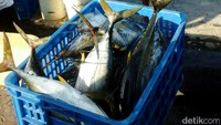 Susi juga mengatakan, kalau dulu nelayan kecil susah (dapat tuna ukuran besar), karena (tunanya) ditangkap kapal besar. Pool/Perum Perindo.