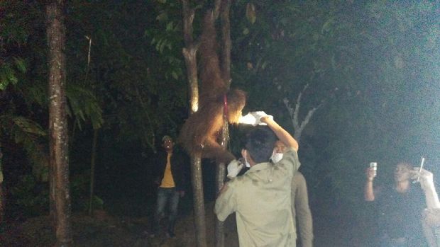 Tim Balai Konservasi Sumber Daya Alam (BKSDA) Aceh menyita seekor Orangutan Sumatera yang dipelihara masyarakat. Kondisi hewan primata berusia enam tahun tahun tersebut memprihatikan karena terus menerus dirantai. 
