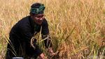 Mentan dan Cak Imin Panen Padi di Ciparay Bandung