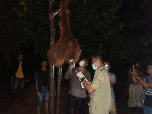 Kejam, Orangutan di Aceh Ini Dirantai dan Kondisinya Memprihatinkan