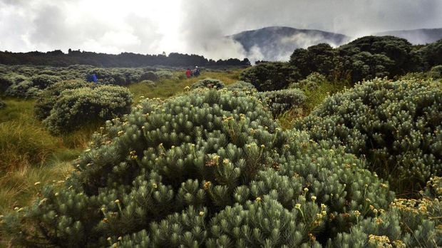 Gunung Di Indonesia Yang Cocok Bagi Pendaki Pemula