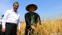 Amran dan Muhaimin panen padi di Kampung Sutam, Desa Sumbersari, Kecamatan Ciparay, Kabupaten Bandung, Jawa Barat.
