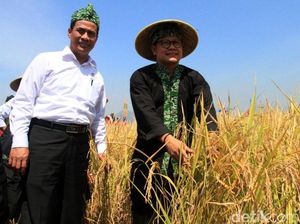 Mentan dan Cak Imin Panen Padi di Ciparay Bandung