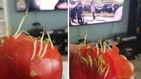 Kalau tadi tunas tumbuh di permukaan kulit tomat, yang ini tunas tumbuh subur dari bagian dalam daging tomat. (Foto: Bored Panda)