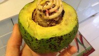 Pencinta alpukat pasti kaget kalau lihat biji alpukat tumbuh jadi pohon mini seperti ini. (Foto: Bored Panda)