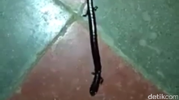 Kadal ular ini sebenarnya menjauhi manusia. Namun terkadang kita menjumpainya di kebun atau ladang, biasanya di pedesaan (Screenshot Instagram)