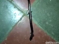 Potret Ular Berkaki di Dunia Nyata