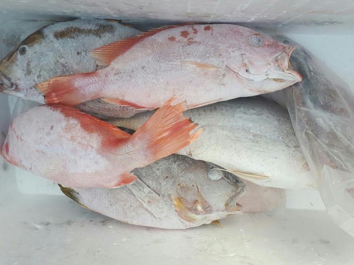 Ikan Asal Pangandaran Ramai Diekspor ke Korea Hingga China