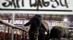 Jelang Idul Adha, Sapi Wagyu Dijual di Depok