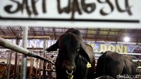 Tertarik untuk membeli? Silakan datang ke Mall Qurban H. Doni yang berlokasi di Depok, Jawa Barat.