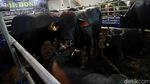 Jelang Idul Adha, Sapi Wagyu Dijual di Depok