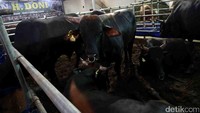 Tahun ini Mall Qurban H. Doni menyiapkan sebanyak 17 ekor sapi untuk dijual.