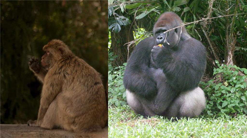 Sering Dikira Sama, Ternyata Ini Perbedaan Monyet dan Kera yang Jarang Diketahui