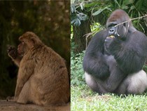 Ternyata Ini Perbedaan Kera dan Monyet, Jangan Keliru!