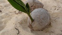 Kalau yang ini amat unik. Terlihat butiran kelapa di pantai justru ditumbuhi pohon palem yang sudah agak tinggi. (Foto: Bored Panda)