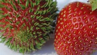 Ada juga biji-biji strawberry yang berkecambah. Bentuk biji yang tadinya butiran kini berubah jadi daun. Hiii, bikin ngeri ya? (Foto: Bored Panda)
