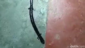 Kemunculan hewan ini seringkali bikin heboh di media sosial. Banyak yang menyangkanya sebagai ular berkaki (Screenshot Instagram)