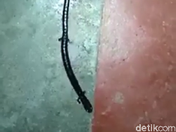 Potret Ular Berkaki di Dunia Nyata