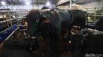 Jelang Idul Adha, Sapi Wagyu Dijual di Depok