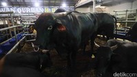 Sapi ini dijual mulai dari harga Rp 75 juta hingga Rp 200 juta.