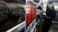 Jelang Idul Adha, sapi asal Jepang yakni sapi wagyu siap dipasarkan di Mall Qurban H. Doni di Depok, Jawa Barat.