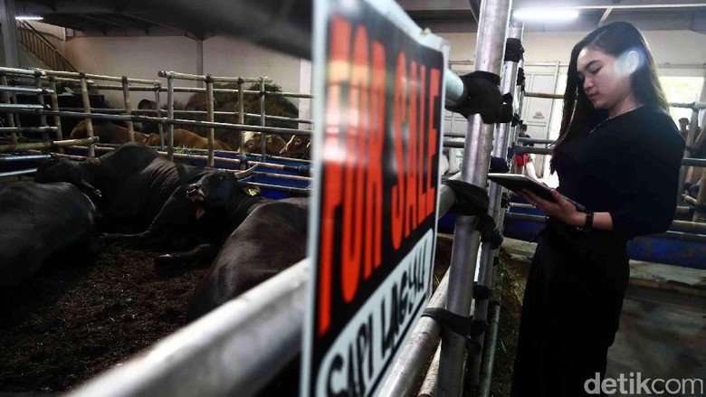 Jelang Idul Adha, Sapi Wagyu Dijual di Depok