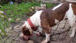 Foto: Ini Pitbull yang Gigit Bocah Ramiza Hingga Tewas