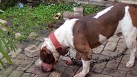 Ini adalah anjing pitbull yang menggigit Ramiza hingga tewas (Foto: Istimewa)