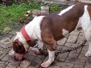 Dianggap Membahayakan, Pitbull Pembunuh Ramiza Dilarang Dipelihara