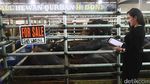 Jelang Idul Adha, Sapi Wagyu Dijual di Depok
