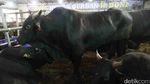 Jelang Idul Adha, Sapi Wagyu Dijual di Depok
