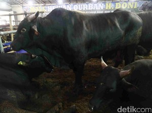 Jelang Idul Adha, Sapi Seharga Rumah Ludes Terjual