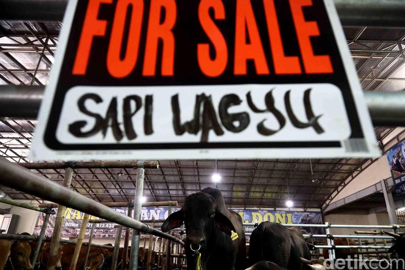 Jelang Idul Adha, Mall Qurban H Doni di Depok, Jawa Barat, menyiapkan sapi khusus asal Jepang yakni sapi wagyu. Seperti biasa SPG cantik siap menemani calon pembeli.
